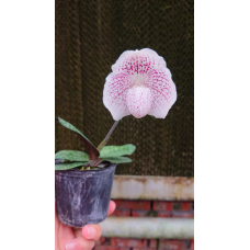 Paph. Niveum x Leucochilum