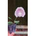 Пафиопедилум (Niveum x Leucochilum)