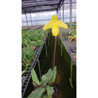 Paph. Primulinum x Armeniacum