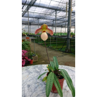 Paph. Primulinum x Micranthum