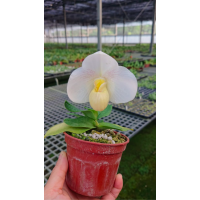 Paph. Quantum Light x Emersonii
