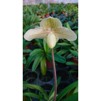 Paph. Rothschildianum x Knights Niveum