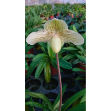 Paph. Rothschildianum x Knights Niveum