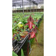 Paph. Rothschildianum x Wilhelminae