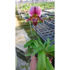 Paph. Spicerianum x Fairrieanum