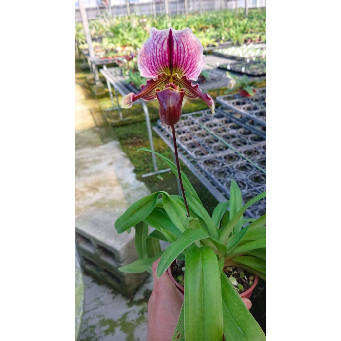 Пафиопедилум (Spicerianum x Fairrieanum)