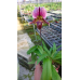 Пафиопедилум (Spicerianum x Fairrieanum)