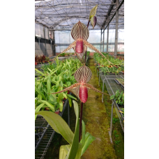 Paph. Stone Susan x Rothschildianum