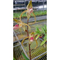 Paph. Stonei x Gigantifolium