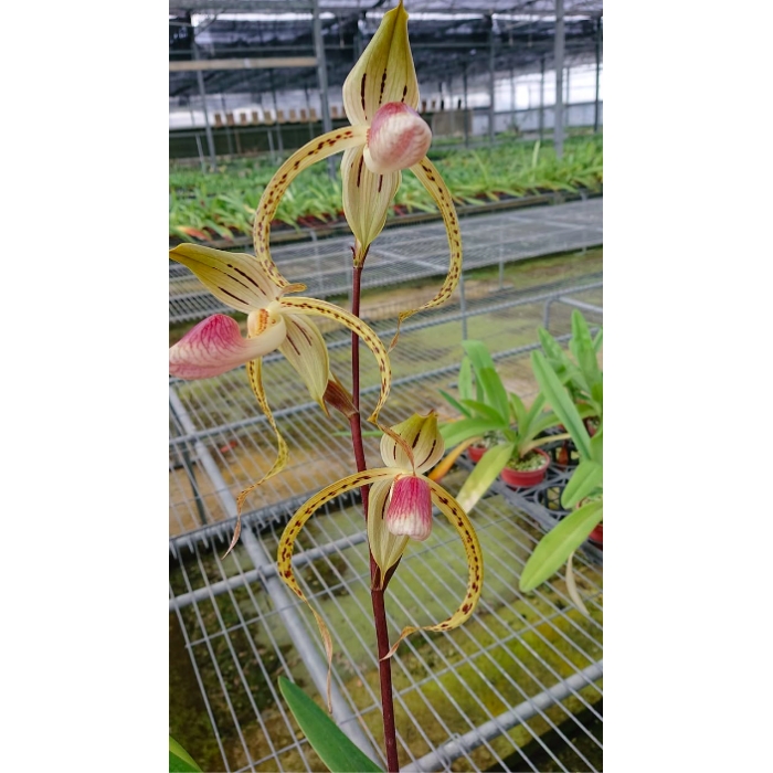 Пафиопедилум (Stonei x Gigantifolium)