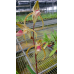 Пафиопедилум (Stonei x Gigantifolium)