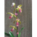 Пафиопедилум (Stonei x Gigantifolium)