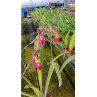 Paph. Taiwan x Rothschildianum
