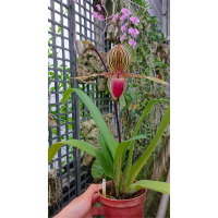 Paph. Vanguard x Rothschildianum