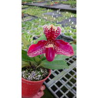 Paph. Wenshanense x Hung Sheng Bulldog