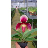 Paph. Wenshanense x Hung Sheng Red Sea