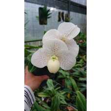 Paph. Wenshanense x Knights Niveum