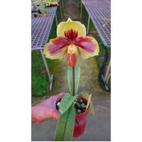 Paph. Wenshanense x Lippewunder