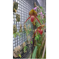 Paph. Wossner Black Wings x Rothschildianum
