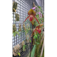 Paph. Wossner Black Wings x Rothschildianum