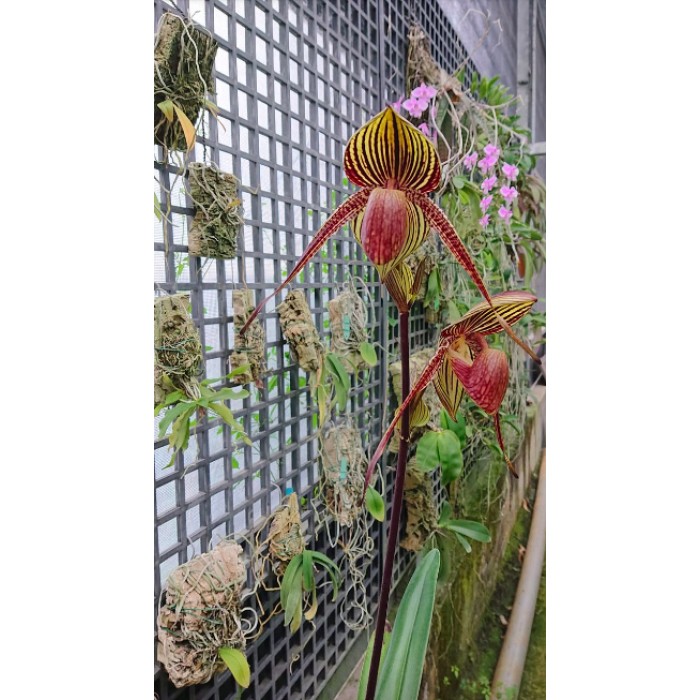 Пафиопедилум (Wossner Black Wings x Rothschildianum)
