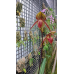 Пафиопедилум (Wossner Black Wings x Rothschildianum)