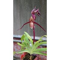 Paph. Yang-Ji Apple x Rothschildianum