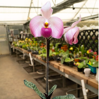 Paph. Delenatii x Vietnamense