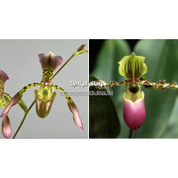 Paph. Haynaldianum x Victoria-regina