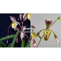 Paph. Laevigatum Red Diamond x Haynaldianum