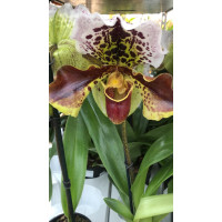 Paph. American Mix blooming