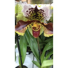 Paph. American Mix blooming