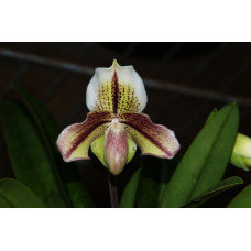 Paph. Belle Luxe