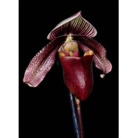 Paph. Curtisii Rote Fahne