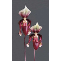 Paph. Curtisii 1,7
