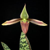 Paph. Dayanum