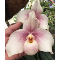 Paph. In-Charm Handel