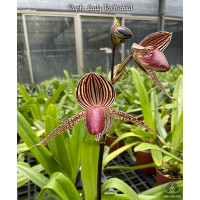 Paph. Lady Rothschild