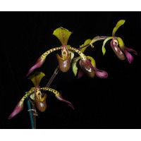 Paph. Lowii