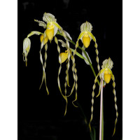 Paph. Philippinense alba