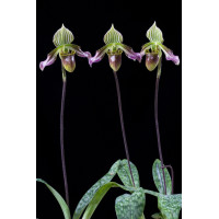 Paph. Urbanianum