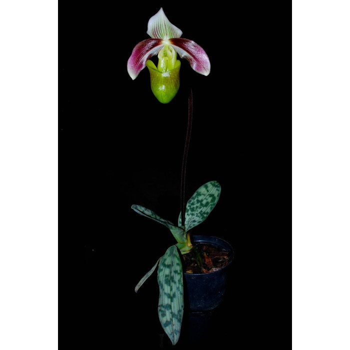 Пафиопедилум (Violascens)