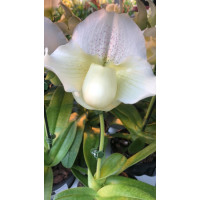Paph. White Mix blooming