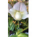 Пафiопедилум (White Mix blooming)