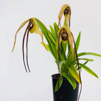 Phrag. Humboldtii