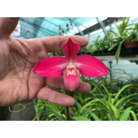 Phrag. Kovachii × Dalessandroi