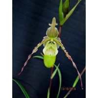 Phrag. Longifolium