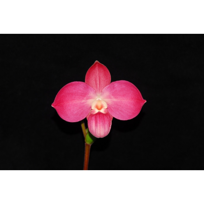 Пафiопедилум (Perufloras Cirila Alca 1,7)