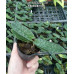 Пафиопедилум Беллатулум (Bellatulum × sib)