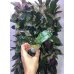 Фаленопсис (Schilleriana x Stuartiana)